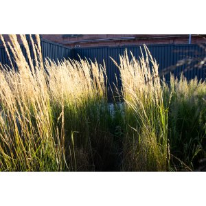 Bezkolenec rákosovitý (Molinia arundinacea) ´CORDOBA´ kont. P9